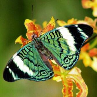 Rainforest Butterfly Wallpaper Splendid HD