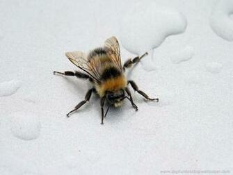 Wallpaper Collections Bee Background