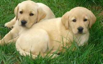 Labrador Retriever Puppies Wallpaper