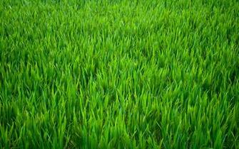 Green Grass HD Wallpaper