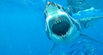 Vacationing In California Beware Of October Shark Attacks Montana