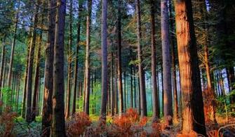 Wallpaper Coniferous Forest X Desktop