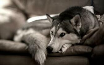 Siberian Husky Wallpaper