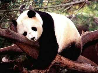 Funny Cute Panda Wallpaper