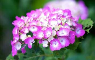 Hydrangeas Wallpaper