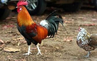 Of Roosters Crowing And Chickens Image Eggs Wallpaper