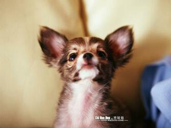 Chihuahua Puppy Wallpaper Pictures No