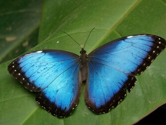 Blue Butterfly Wallpaper Stock Photos