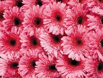 Pink Gerber Daisy Wallpaper