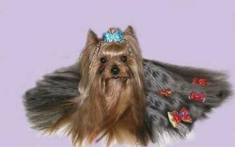 Yorkie Wallpaper Animals
