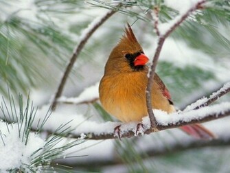 Female Cardinal This Looks Comfortable Setting In