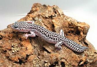 Leopard Gecko Wallpaper