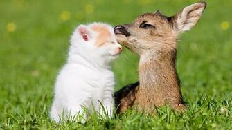 Cute Animal Full HD Quality Wallpaper Pictures