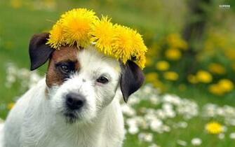 Dog Spring Wallpaper