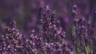 Lavender Desktop Wallpaper