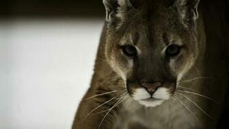 Cougar Puma Wallpaper