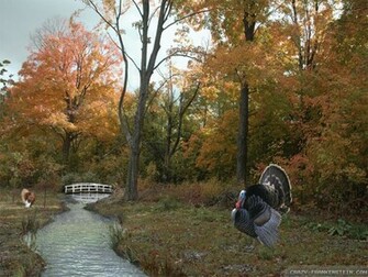 Wallpaper Turkey Thanksgiving Day Scene