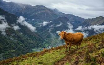 Cow HD Wallpaper Background Image Id