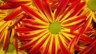 Red And Yellow Daisy Wallpaper