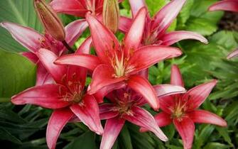 Red Lilies Flowers Wallpaper HD
