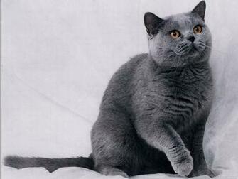 British Shorthair Galaxy Wallpaper Animal Planet HD