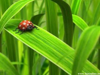 Ladybug Wallpaper Colorful Ladybugs HD