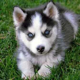 Baby Wolf Wallpaper Animals