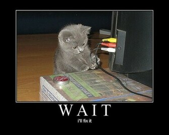 Funny Lol Pics Of Cats Photo