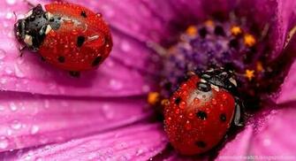 Channel Art Ladybug Wallpaper By Ihackyou749