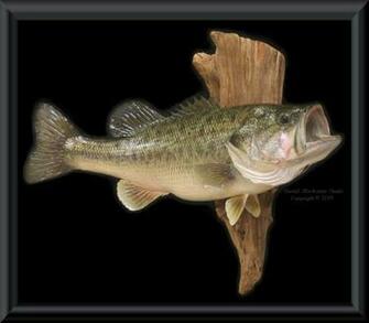 Largemouth Bass8