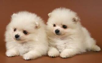 Baby Puppy Desktop Wallpaper At Wallpaperbro
