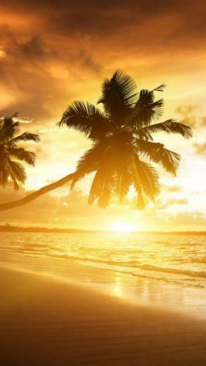 Palm Trees iPhone Wallpaper 5s 5c