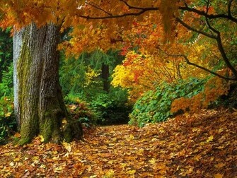 Forest Background Wallpaper Desktop Background