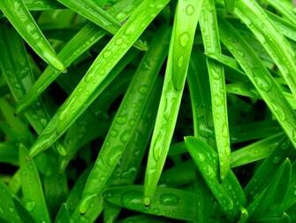 Wallpaper Desktops Green Leaf