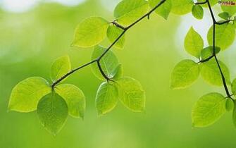Spring Widescreen Wallpaper HD