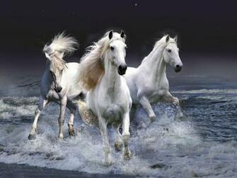 Horse Computer Wallpaper Racing Cow