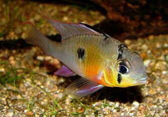 Freshwater Fish Wallpaper