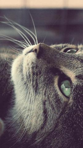 Mobile iPhone Cat Wallpaper