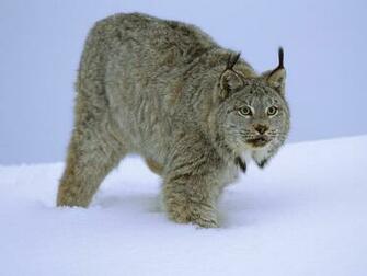 Stalking Canada Lynx Wallpaper Big Cats Animals In Jpg