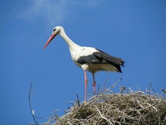 Animal White Stork Wallpaper