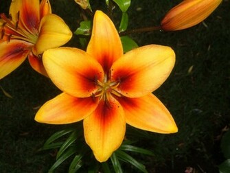 Flower Wallpaper You Are Ing The Named