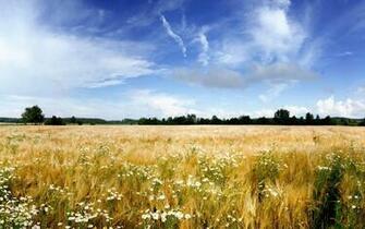 Summer Field Wallpaper