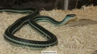 Wallpaper Reptile Snake Reptiles Cat Image