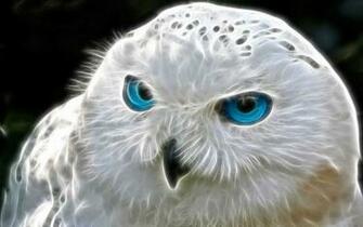 Snowy Owl Computer Wallpaper Desktop Background