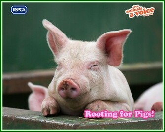 Pig Background
