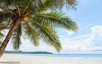 Palm Tree Desktop Wallpaper Weddingdressin