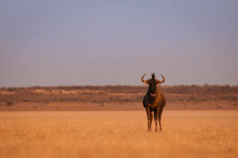 Wildebeest Wallpaper