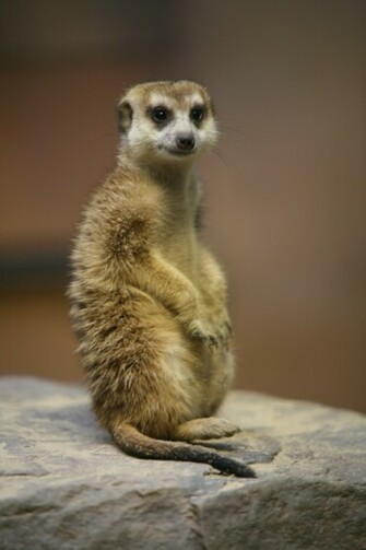 Meerkat Wallpaper Maverick