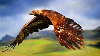 Hawk Wallpaper HD