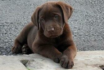Cute Alert Of The Cutest Labrador Puppy Pictures Ever Is Just